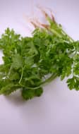 coriandre fraîche