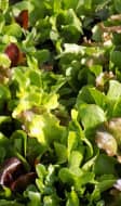 Mesclun