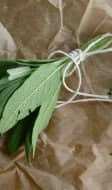 Bouquet de Sauge