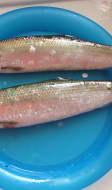Harengs frais sur assiette bleue