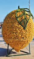 Exposition de citrons de Menton