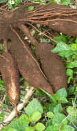 Manioc