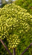 Angélique en fleurs