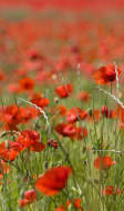 Coquelicots en fleurs