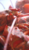 Langoustes bouillies