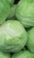 Choux blancs