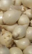 Oignons grelots