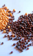 graines de moutarde