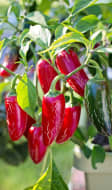 Piments jalapeno