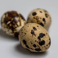 oeuf de caille