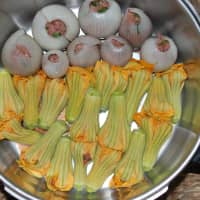 fleurs de courgettes