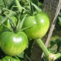 tomates vertes