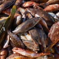 poisson d'eau de mer