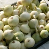 oignon blanc