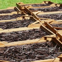 vanille de Madagascar