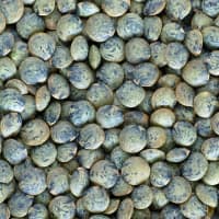 lentilles vertes du puy