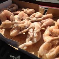 cuisses de grenouilles