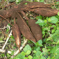 manioc