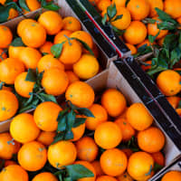 clémentine de Corse