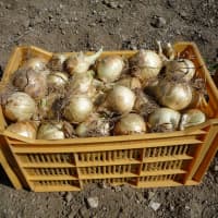 oignon doux des Cévennes