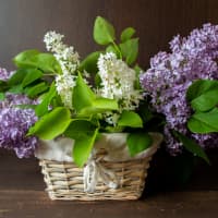 lilas