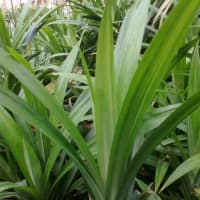 pandan