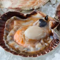 saint-jacques de noël