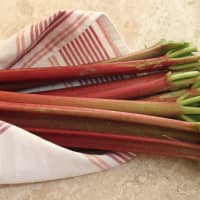 rhubarbe