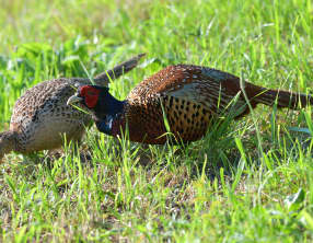 Faisan et poule faisane