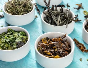 Les algues et plantes marines