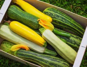 Les courgettes