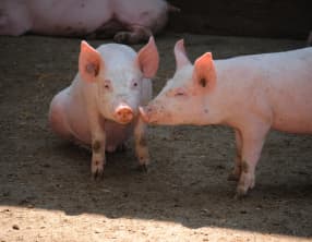 Le porc - Races, labels et qualité