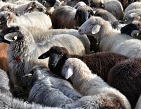 Le mouton et l'agneau - Races, labels et qualité