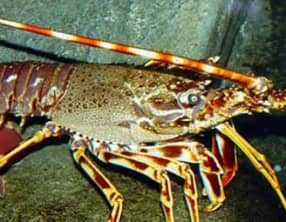 Langouste portion rôti à la vanille des Isles