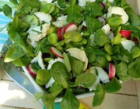 Salade de mâche, févettes et radis au chèvre