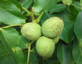 Eau de vie aux noix vertes épicée