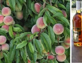 Salade de fruits aux pêches de vigne, arôme chouchen