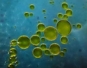 The pâte sablée à l’huile d’olive