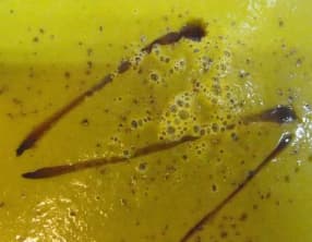 Soupe de carotte, pak choï et poireau