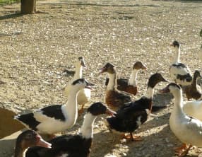 Mon foie gras maison