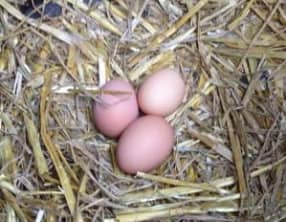 Ma pâte sablée salée express