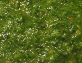 Pesto à l’ail des ours