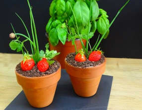 Fraisier en pot, mousse fraise et Pitacou Tomate de Provence