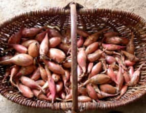 Parmentier de confit de canard aux noisettes