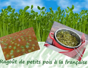 Ragoût de petits pois à la Française