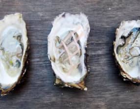Déclinaison d’huîtres