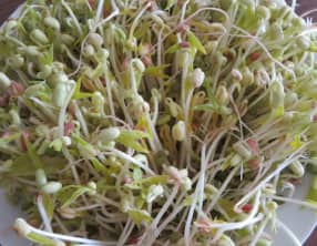 Les pousses de soja maison