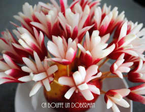 Bouquet de radis