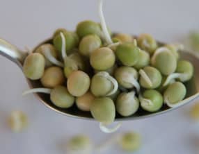 Comment faire germer les pois verts ?