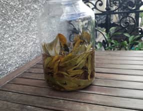 Vin de feuilles de pêcher